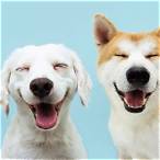 lottery dogs